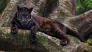 Afbeeldingsresultaat voor panters