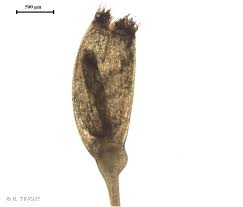 Attēlu rezultāti vaicājumam “Cynodontium strumiferum”