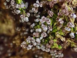 Attēlu rezultāti vaicājumam “Physarum alexandrowiczii spores”