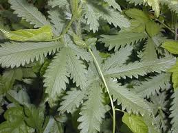 Image result for Potentilla recta