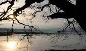 Image result for Sussex Swans