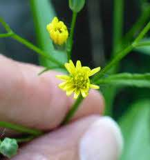 Attēlu rezultāti vaicājumam “Lapsana communis flower”