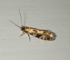 Attēlu rezultāti vaicājumam “Nemapogon cloacella”