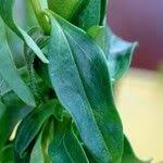 Attēlu rezultāti vaicājumam “Antirrhinum majus leaf”