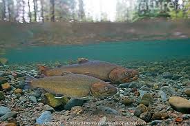 Image result for Salvelinus confluentus