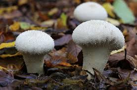Attēlu rezultāti vaicājumam “Lycoperdon perlatum”