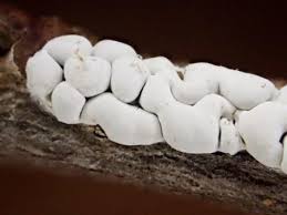 Attēlu rezultāti vaicājumam “Diderma chondrioderma sessile”