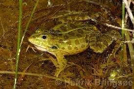 Attēlu rezultāti vaicājumam “Pelophylax juvenile”