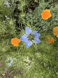Image result for Nigella damascena