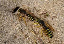 Attēlu rezultāti vaicājumam “Bembix rostrata”