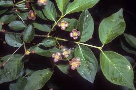 Attēlu rezultāti vaicājumam “Euonymus verrucosus”