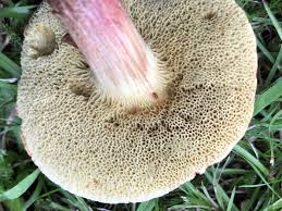 Attēlu rezultāti vaicājumam “Xerocomus chrysenteron”