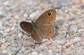 Attēlu rezultāti vaicājumam “Lasiommata maera”