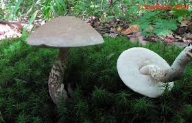 Attēlu rezultāti vaicājumam “Leccinum”