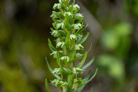 Attēlu rezultāti vaicājumam “Coeloglossum viride flower”
