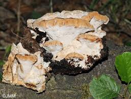 Attēlu rezultāti vaicājumam “Aurantiporus fissilis”