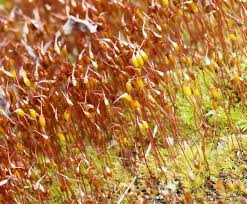 Attēlu rezultāti vaicājumam “Anomodon viticulosus sporophyte”