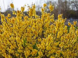 Attēlu rezultāti vaicājumam “Forsythia”