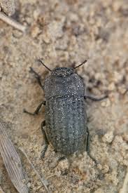 Attēlu rezultāti vaicājumam “Opatrum sabulosum”