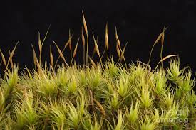 Attēlu rezultāti vaicājumam “Dicranum scoparium”