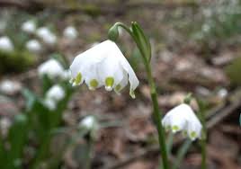 Attēlu rezultāti vaicājumam “Leucojum vernum var. vernum flower”