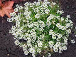 Image result for Alyssum diffusum