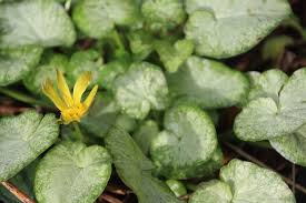 Attēlu rezultāti vaicājumam “Ficaria verna”