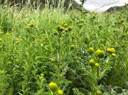 Attēlu rezultāti vaicājumam “Matricaria discoidea flower”