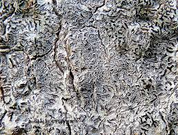 Attēlu rezultāti vaicājumam “Phaeographis dendritica”