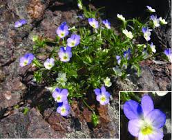 Attēlu rezultāti vaicājumam “Viola arvensis”