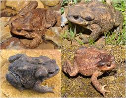 Attēlu rezultāti vaicājumam “Bufo bufo juvenile”