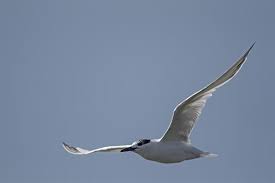 Attēlu rezultāti vaicājumam “Sterna sandvicensis”