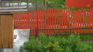 Attēlu rezultāti vaicājumam “Motacilla alba nest”