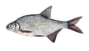 Image result for Blicca bjoerkna