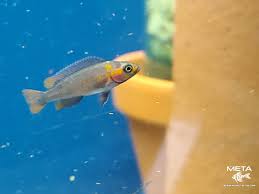 Attēlu rezultāti vaicājumam “Cygnus cygnus juvenile”