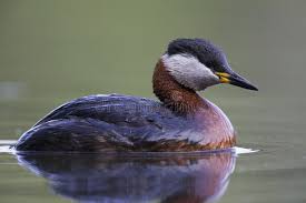 Attēlu rezultāti vaicājumam “Podiceps grisegena adult”