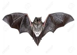 Attēlu rezultāti vaicājumam “Barbastella barbastellus”