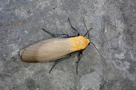 Attēlu rezultāti vaicājumam “Lithosia quadra female”