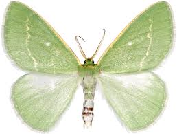 Attēlu rezultāti vaicājumam “Thetidia smaragdaria”