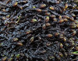 Attēlu rezultāti vaicājumam “Pseudocalliergon turgescens”