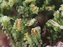 Attēlu rezultāti vaicājumam “Diplophyllum albicans”