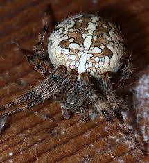 Attēlu rezultāti vaicājumam “Araneus diadematus”