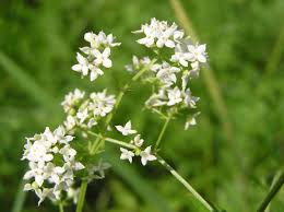 Attēlu rezultāti vaicājumam “Galium palustre leaf”