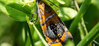 Attēlu rezultāti vaicājumam “Olethreutes arcuella”