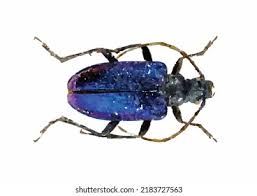 Attēlu rezultāti vaicājumam “Gaurotes virginea”