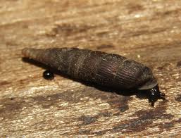 Attēlu rezultāti vaicājumam “Clausiliidae”