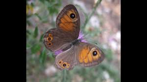 Attēlu rezultāti vaicājumam “Lasiommata petropolitana”