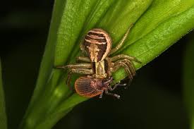 Attēlu rezultāti vaicājumam “Xysticus ulmi”