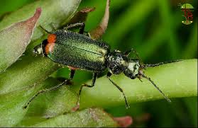 Attēlu rezultāti vaicājumam “Malachius bipustulatus”