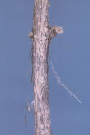 Attēlu rezultāti vaicājumam “Lonicera tatarica bud”